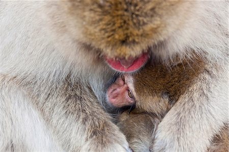 simsearch:6118-09076347,k - Japanese Macaque, Macaca fuscata, in the winter snow, Joshin-etsu National Park, Honshu, Japan. Photographie de stock - Premium Libres de Droits, Code: 6118-09076571