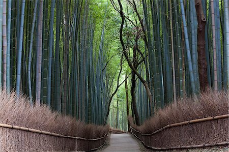 simsearch:855-08420651,k - View along path lined with tall bamboo trees. Photographie de stock - Premium Libres de Droits, Code: 6118-09076577