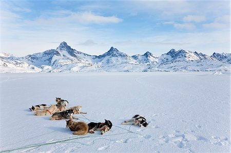 Winter landscape with pack of Huskies resting on the ice. Stock Photo - Premium Royalty-Free, Code: 6118-09076508