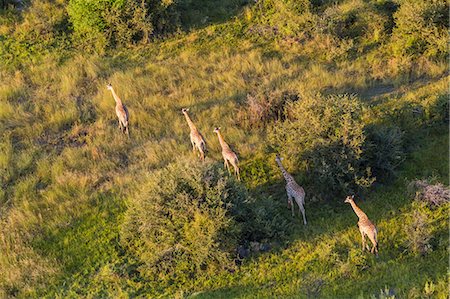 simsearch:6119-08740739,k - Aerial view of five giraffes walking in line through lush delta. Foto de stock - Royalty Free Premium, Número: 6118-09076653