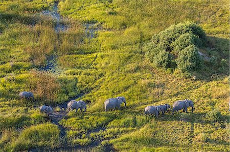 simsearch:6118-09076655,k - Aerial view of herd of African Elephants crossing a stream in lush delta. Stock Photo - Premium Royalty-Free, Code: 6118-09076652