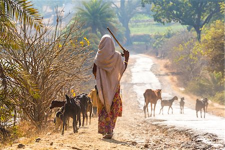 Rear view of woman wearing sari walking down a rural road, herding goats. Stock Photo - Premium Royalty-Free, Code: 6118-09076672