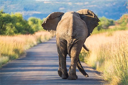 simsearch:6118-09076655,k - Rear view of African Elephant walking along a rural road. Stock Photo - Premium Royalty-Free, Code: 6118-09076699