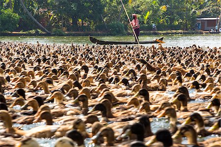 simsearch:640-01349416,k - Close up of large flock of ducks on a river, man on boat in background. Stockbilder - Premium RF Lizenzfrei, Bildnummer: 6118-09076607