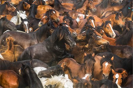High angle view of large herd of brown wild horses. Photographie de stock - Premium Libres de Droits, Code: 6118-09076704