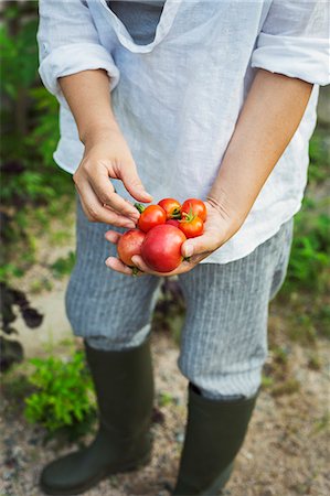 High angle view of operson wearing Wellington boots standing outdoors, holding freshly picked tomatoes. Stock Photo - Premium Royalty-Free, Code: 6118-09079357