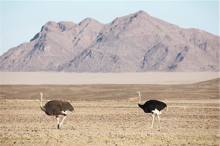 simsearch:6118-09018210,k - Ostriches walking through grassland. Foto de stock - Sin royalties Premium, Código: 6118-09018167