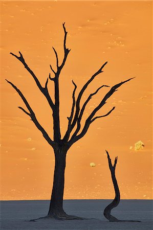 simsearch:6118-08991568,k - Bare trees in front of a sand dune. Fotografie stock - Premium Royalty-Free, Codice: 6118-09018166