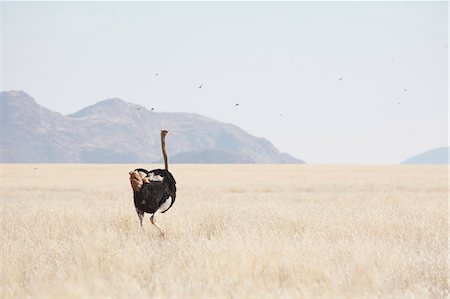 simsearch:6118-09018210,k - A South African ostrich, Struthio camelus australis, walking through grassland. Foto de stock - Sin royalties Premium, Código: 6118-09018181