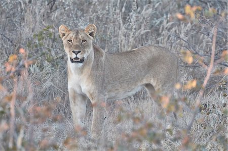 safari animal - Lion, panthera leo, standing in grassland. Stock Photo - Premium Royalty-Free, Code: 6118-09018184