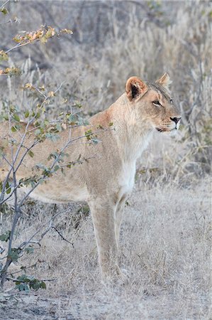 simsearch:6118-09018186,k - Lion, panthera leo, standing in grassland. Stock Photo - Premium Royalty-Free, Code: 6118-09018186