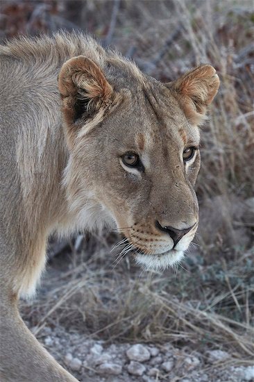 Close up of lion, panthera leo, in grassland. Stock Photo - Premium Royalty-Free, Image code: 6118-09018188