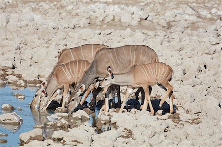 simsearch:6118-09018210,k - Bongo drinking at watering hole. Foto de stock - Sin royalties Premium, Código: 6118-09018191