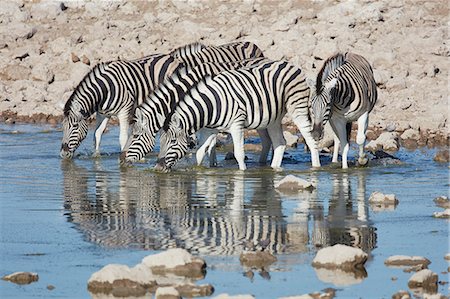 simsearch:6118-07440300,k - Burchell's zebra, Equus quagga burchellii, standing in watering hole drinking. Foto de stock - Sin royalties Premium, Código: 6118-09018192