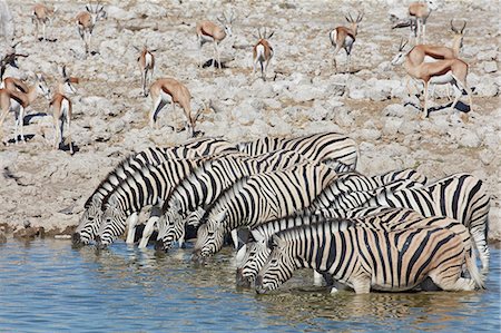 Burchell's zebra, Equus quagga burchellii, and a springbok, Antidorcas marsupialis, standing in watering hole drinking. Stock Photo - Premium Royalty-Free, Code: 6118-09018199