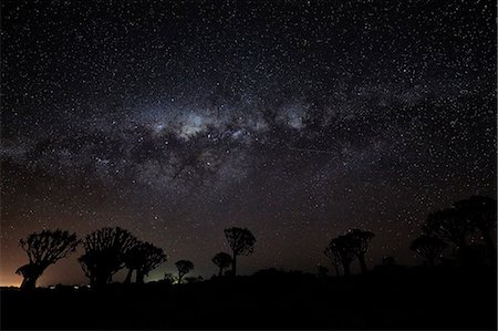 simsearch:6118-09018131,k - Tall African Baobab trees, Quiver trees, Adansonia forest at dusk against a stormy cloudy sky at Keetmanshoop. Stockbilder - Premium RF Lizenzfrei, Bildnummer: 6118-09018128