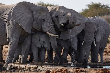 simsearch:6118-07439881,k - Herd of African elephants, Loxodonta africana, standing at a watering hole in grassland. Foto de stock - Sin royalties Premium, Código: 6118-09018243