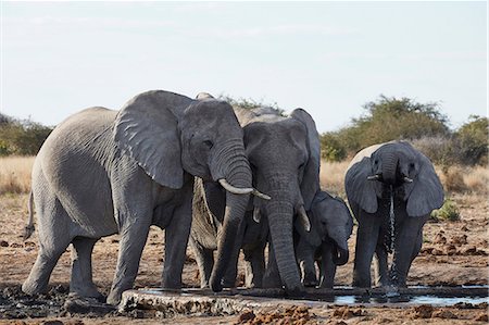 simsearch:6118-09018210,k - Group of African elephants, Loxodonta africana, standing at a watering hole in grassland. Foto de stock - Sin royalties Premium, Código: 6118-09018242