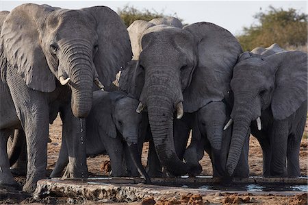 simsearch:6118-07439881,k - Group of African elephants ,Loxodonta africana, standing at a watering hole in grassland. Foto de stock - Sin royalties Premium, Código: 6118-09018244