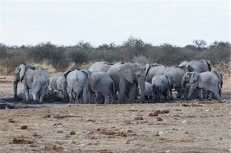 Herd of African elephants, Loxodonta africana, standing at a watering hole in grassland. Stock Photo - Premium Royalty-Free, Code: 6118-09018246