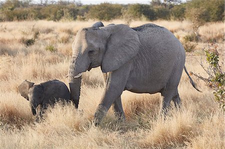 simsearch:6118-07440297,k - Two African elephants, Loxodonta africana, an adult and a young elephant walking in grassland. Foto de stock - Sin royalties Premium, Código: 6118-09018249