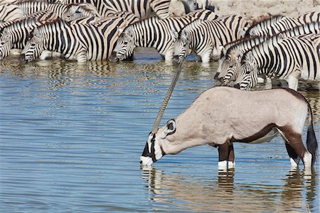 simsearch:6118-07440298,k - Burchell's zebra, Equus quagga burchellii, and a Thomson's gazelle, Eudorcas thomsonii, standing in watering hole drinking. Photographie de stock - Premium Libres de Droits, Code: 6118-09018200