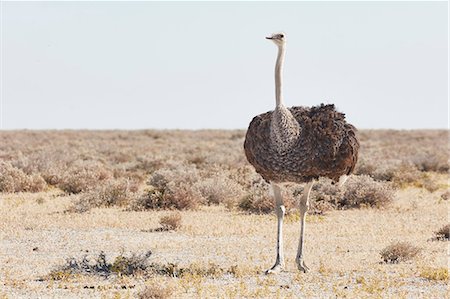 simsearch:6118-09018210,k - South African Ostrich, Struthio camelus australis, standing in grassland. Foto de stock - Sin royalties Premium, Código: 6118-09018207