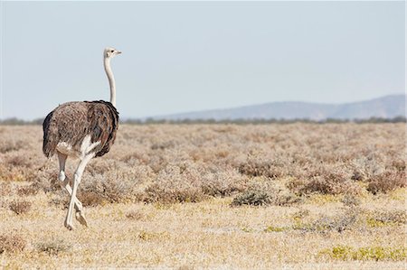 simsearch:400-04473063,k - South African Ostrich, Struthio camelus australis, walking through grassland. Foto de stock - Sin royalties Premium, Código: 6118-09018205