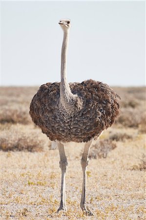 simsearch:6118-09018210,k - South African Ostrich, Struthio camelus australis, standing in grassland. Foto de stock - Sin royalties Premium, Código: 6118-09018208