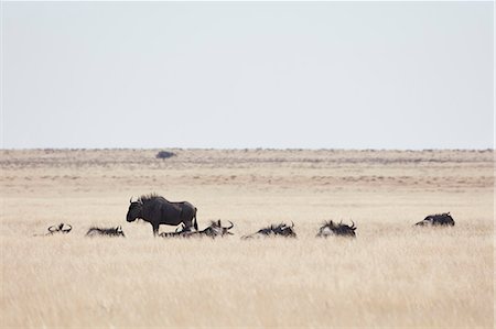 simsearch:6118-09018210,k - A herd of gnu or Blue wildebeest, Connochaetes taurinus, resting in grassland. Foto de stock - Sin royalties Premium, Código: 6118-09018209