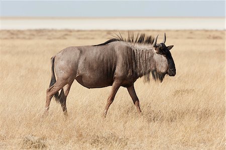 simsearch:6118-09018210,k - Gnu, or Blue Wildebeest, Connochaetes taurinus, walking through grassland. Foto de stock - Sin royalties Premium, Código: 6118-09018213
