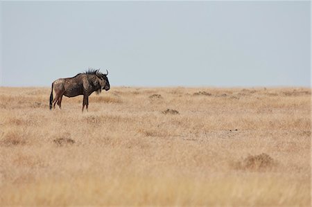 simsearch:6118-09018210,k - A Gnu or Blue wildebeest, Connochaetes taurinus, standing in grassland. Foto de stock - Sin royalties Premium, Código: 6118-09018212
