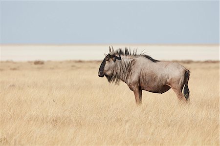 simsearch:6118-09018210,k - A Gnu or Blue Wildebeest, Connochaetes taurinus, standing in grassland. Foto de stock - Sin royalties Premium, Código: 6118-09018214