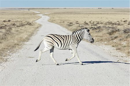 simsearch:6118-07440301,k - A Burchell's zebra, Equus quagga burchellii, crossing road in grassland. Foto de stock - Sin royalties Premium, Código: 6118-09018219