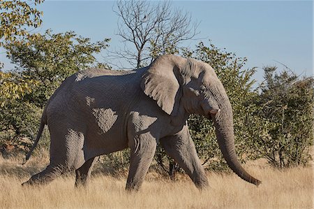 simsearch:6118-09018210,k - African elephant, Loxodonta africana, walking through grassland. Foto de stock - Sin royalties Premium, Código: 6118-09018222