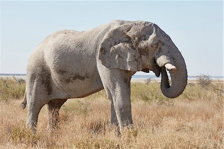 simsearch:6118-09018210,k - An African elephant, Loxodonta africana, standing in grassland coiling its trunk to feed. Foto de stock - Sin royalties Premium, Código: 6118-09018231