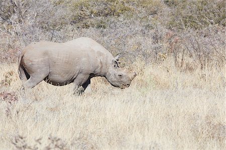 simsearch:6118-09018210,k - White rhinoceros (Ceratotherium simum) standing in grassland. Foto de stock - Sin royalties Premium, Código: 6118-09018234