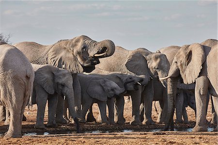 simsearch:6118-07439881,k - Herd of African elephants, Loxodonta africana, standing at a watering hole in grassland. Foto de stock - Sin royalties Premium, Código: 6118-09018239