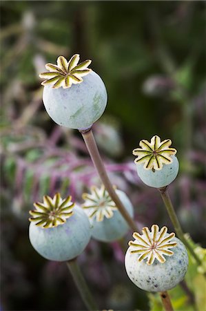 poppies pods - Close up of poppy seed pods in a garden. Stock Photo - Premium Royalty-Free, Code: 6118-09018457