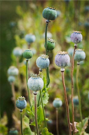 poppies pods - Close up of poppy seed pods in a garden. Stock Photo - Premium Royalty-Free, Code: 6118-09018454