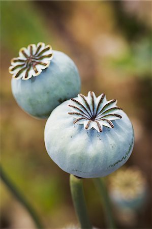 poppies pods - Close up of poppy seed pods in a garden. Stock Photo - Premium Royalty-Free, Code: 6118-09018455