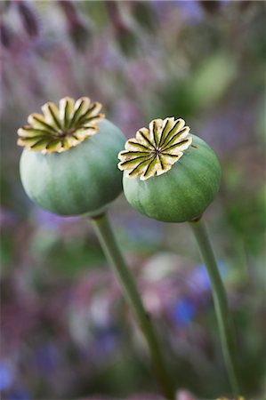 poppies pods - Close up of poppy seed pods in a garden. Stock Photo - Premium Royalty-Free, Code: 6118-09018456