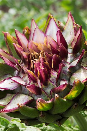 simsearch:6118-08729268,k - Close up of flowering artichoke in a garden. Photographie de stock - Premium Libres de Droits, Code: 6118-09018465