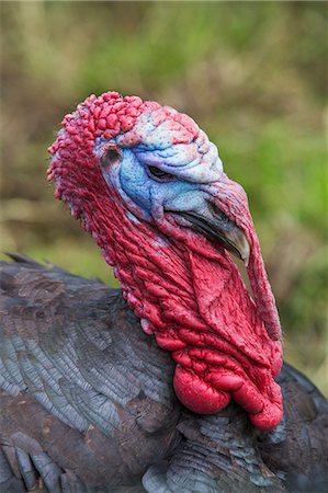 simsearch:6118-08797549,k - Close up of male turkey's head with bright red wattles on throat and neck. Photographie de stock - Premium Libres de Droits, Code: 6118-09018471