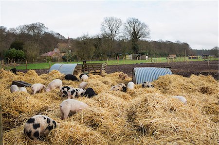 simsearch:6118-09018478,k - Gloucester Old Spot pigs in an open outdoors penwith fresh straw and metal pig arks, shelters. Photographie de stock - Premium Libres de Droits, Code: 6118-09018487