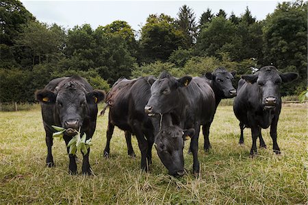 simsearch:6118-09018478,k - Small herd of Dexter cattle on a pasture. Photographie de stock - Premium Libres de Droits, Code: 6118-09018484