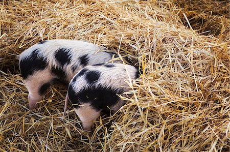 simsearch:6118-09018478,k - High angle close up of two Gloucester Old Spot pigs with its head burried in straw. Photographie de stock - Premium Libres de Droits, Code: 6118-09018486