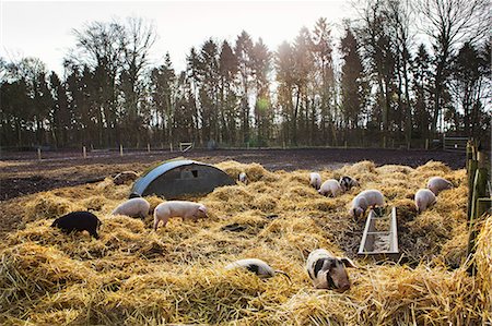 simsearch:6118-09018478,k - Gloucester Old Spot pigs in an open field pen with fresh straw and metal pig arks shelter. Photographie de stock - Premium Libres de Droits, Code: 6118-09018488