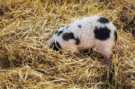 simsearch:6118-09018478,k - High angle close up of Gloucester Old Spot pig with its head burried in straw. Photographie de stock - Premium Libres de Droits, Code: 6118-09018489