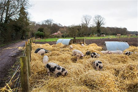 simsearch:6118-09018478,k - Gloucester Old Spot pigs in a pen with fresh straw and metal pigsties. Photographie de stock - Premium Libres de Droits, Code: 6118-09018490